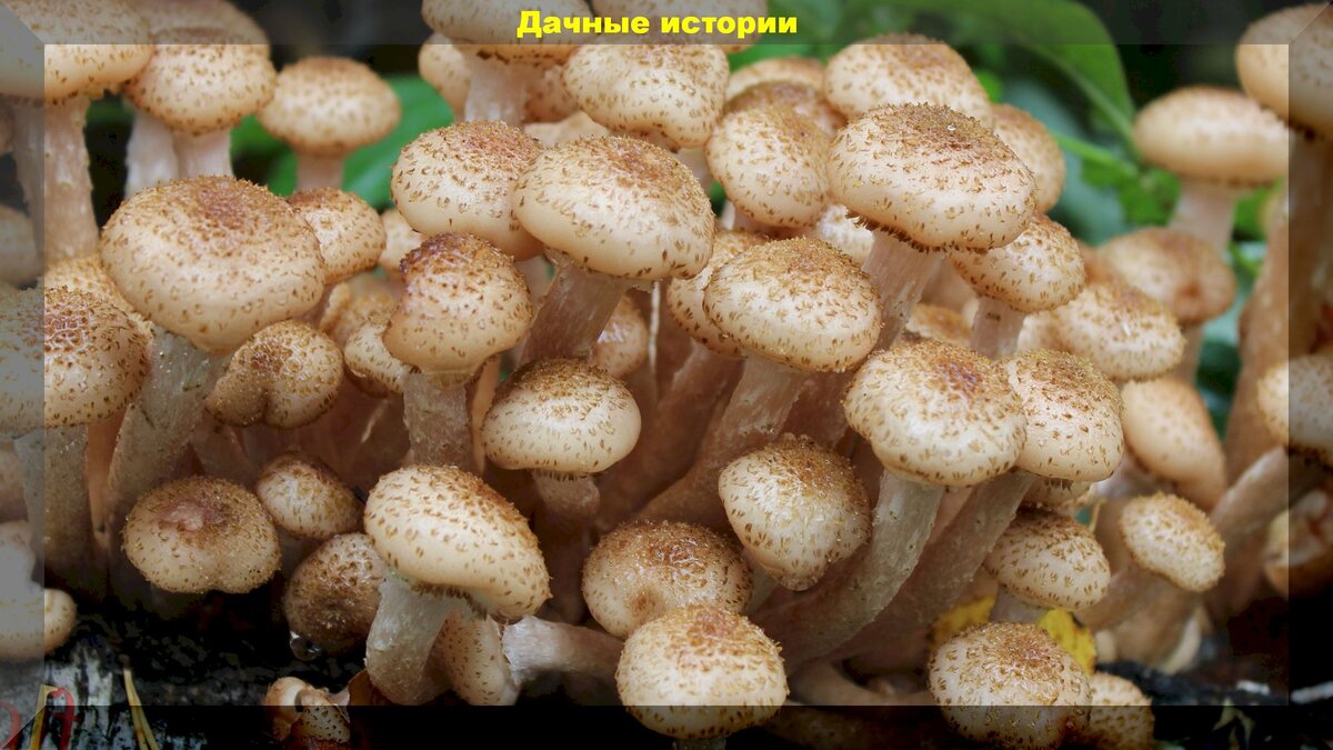 https://vk.com/photo-159774511_457242245
