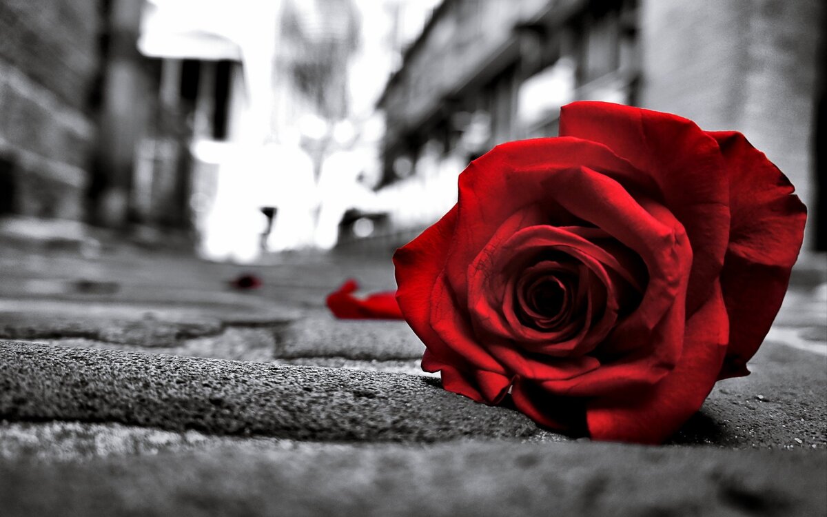 https://img5.goodfon.ru/original/1920x1200/1/8c/rose-red-road-flowers-love-life-black-lonely.jpg