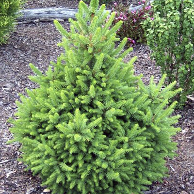 Ель обыкновенная (европейская)