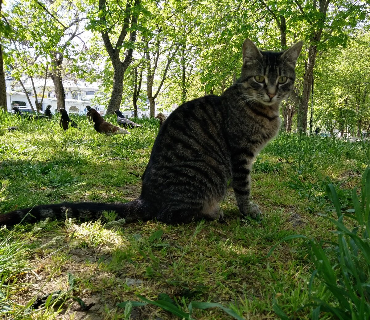 А позади-то птички