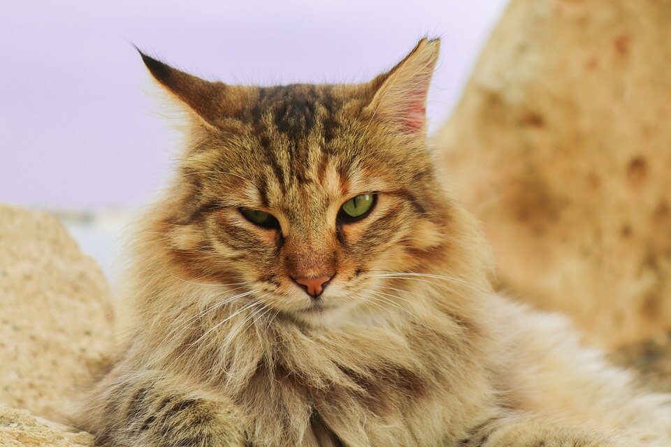 https://pixabay.com/photos/cat-german-longhaired-pointer-4470578/