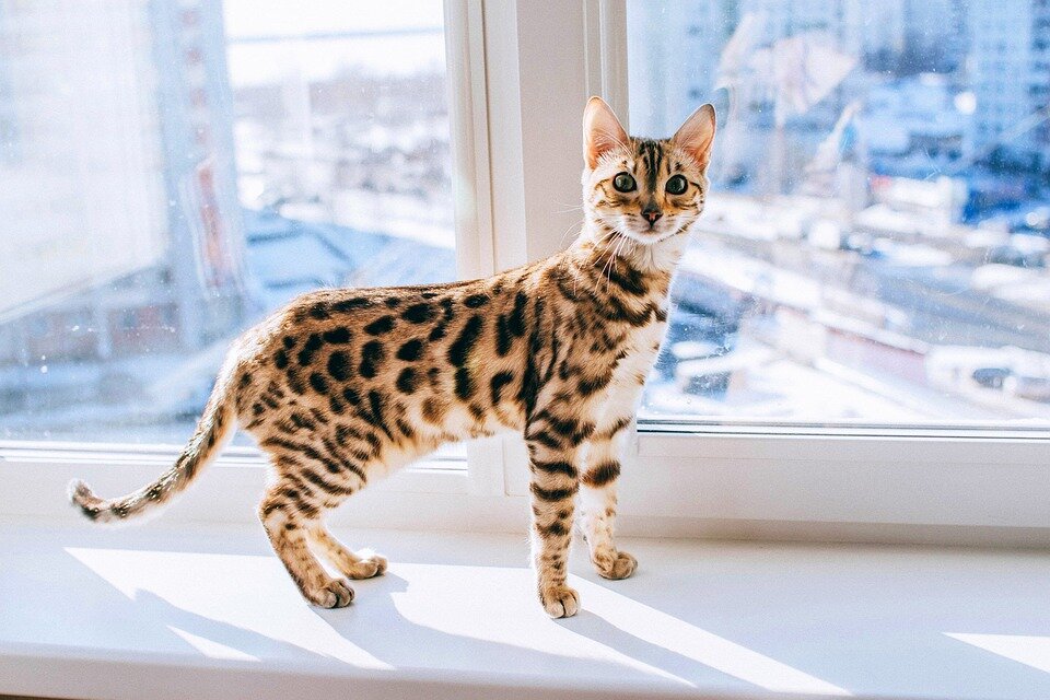 Кстати, кошек я люблю больше, чем уборку (https://pixabay.com)
