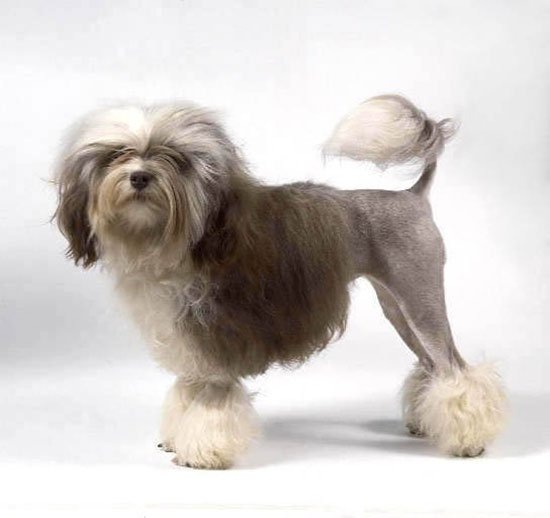 Считается, что эта порода зародилась в Южной Европе, это эндемичная и редкая порода, занесенная в книгу рекордов Гиннеса как самая немногочисленная. Лионыне являются родственниками бишонов, свое название они получили из-за своей шерсти, которая напоминает гриву льва. В то же время агрессивной собаку не назовешь, это веселый и добрый питомец, который быстро привязывается к хозяину и станет другом для всей семьи. Рост собаки невелик: 21-35 см, вес – 3,5-8 кг. Стоимость щенка составляет 4000-8000 долларов. 