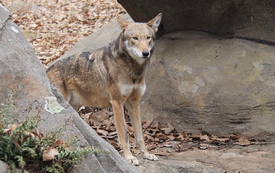 Источник: https://cdn.pixabay.com/photo/2018/05/18/12/27/red-wolf-3411072_960_720.jpg
