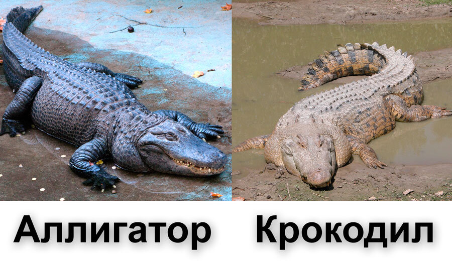 Крокодил млекопитающее или нет. Отличие между крокодилом и аллигатором. Крокодил Аллигатор Кайман отличия. Отличие крокодила от аллигатора. Крокодил Аллигатор Кайман.