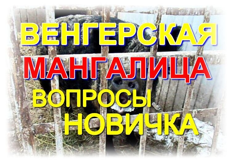 Венгерская мангалица – Клуб любителей хрюш