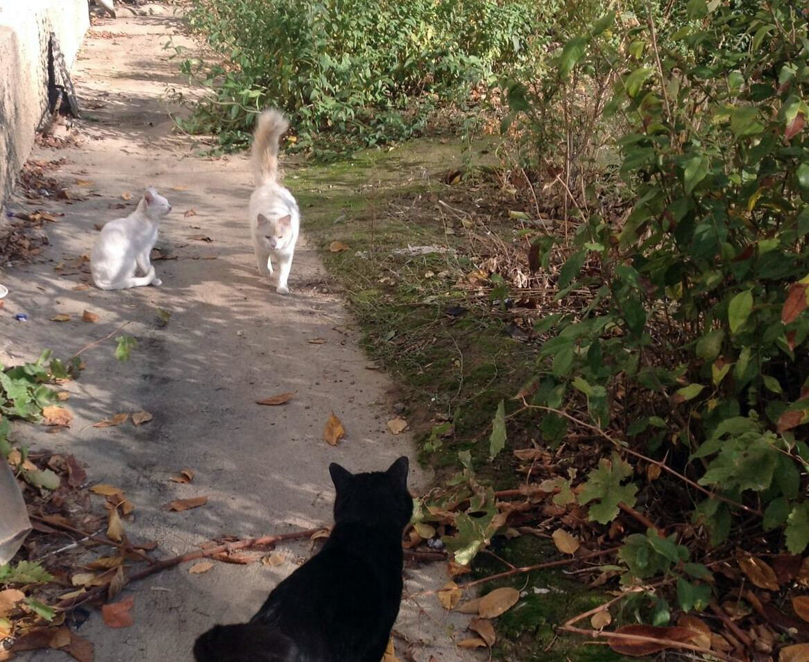 Ну, что несёте?