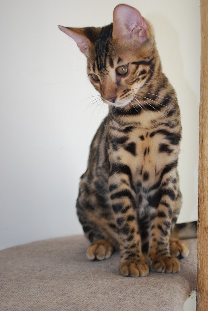 Бенгальская кошка