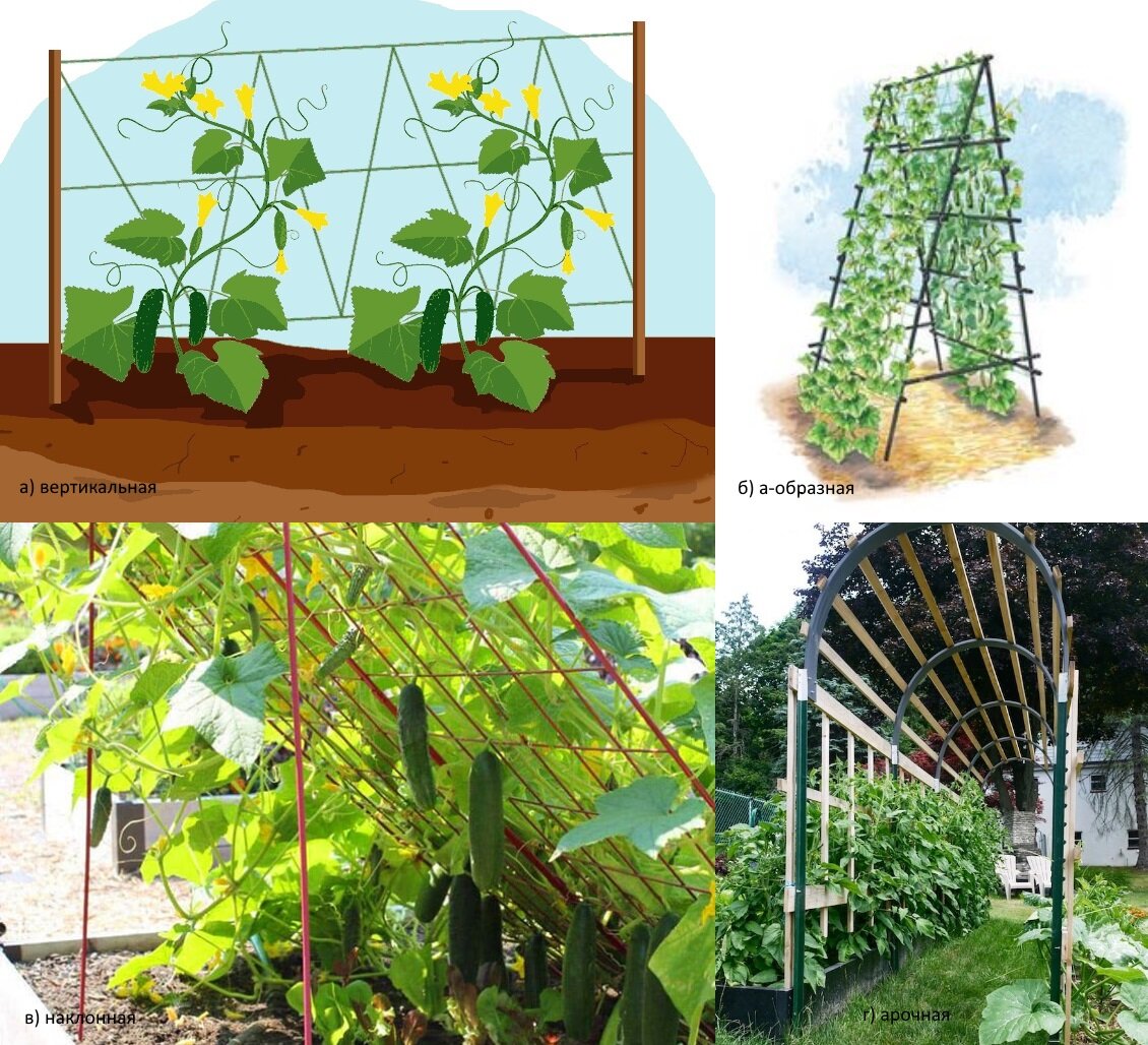 Сетка для огурцов: установка и дальнейшее выращивание