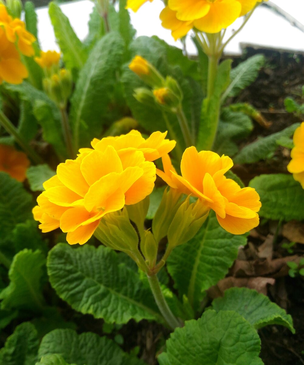 Примула Tagetes Orange