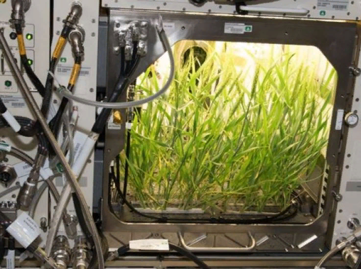 Какой овощ вырастили на космической станции. Оранжерея Veggie МКС. Растения на МКС. Огород в космосе. Растения лук на МКС.