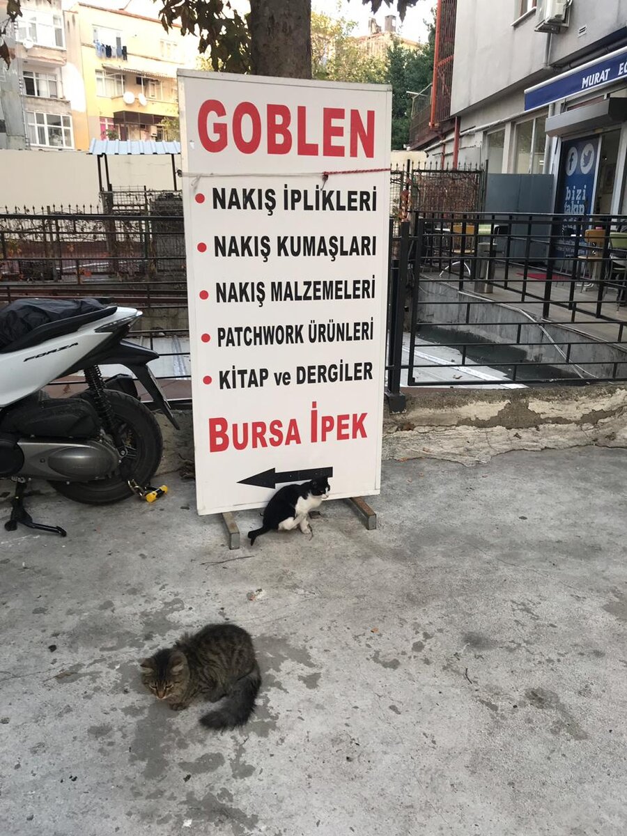 В Стамбуле как всегда тепло и много котиков :)