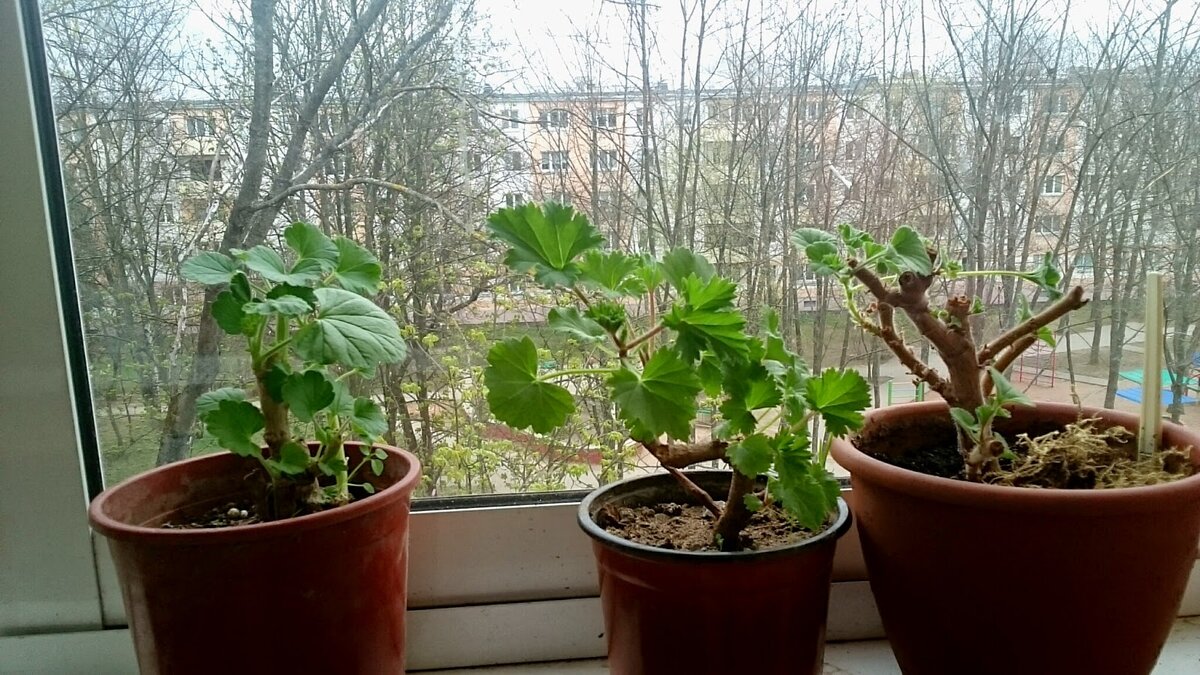 Источник фото: plodovije.ru