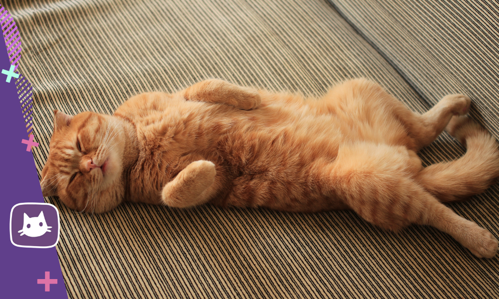 😺Почему кошки часто спят на спине | Нос, хвост, лапы | Дзен