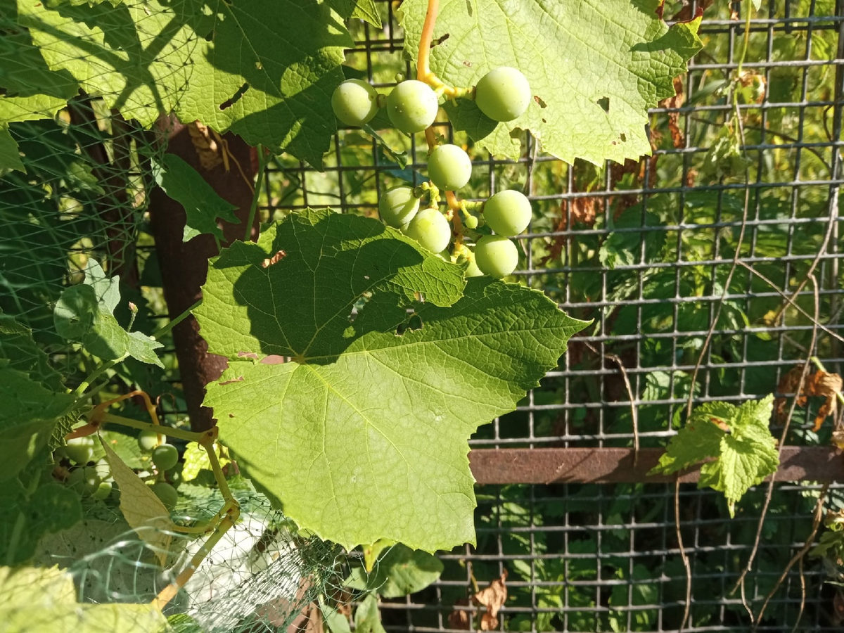 Мой виноград.