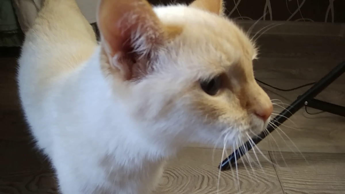 мой кот Абрикос. Фото автора