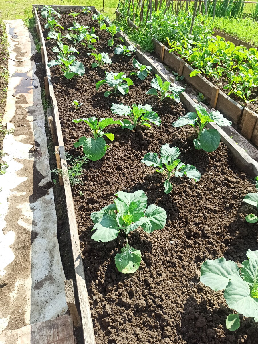 Моя насыпная грядка с капустой