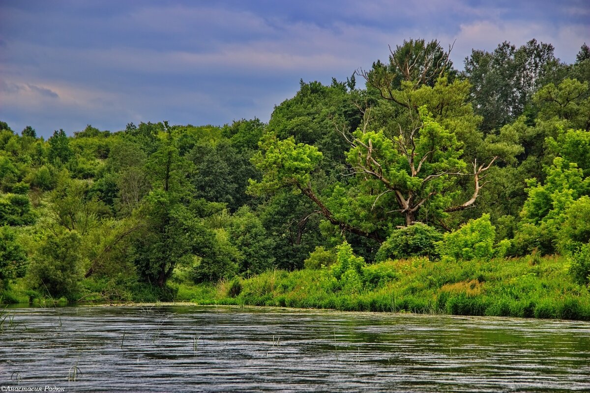 растения и животные реки преголя