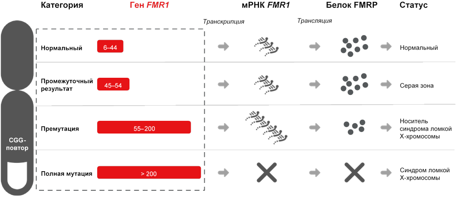 Интерпретация данных анализа гена FMR1 