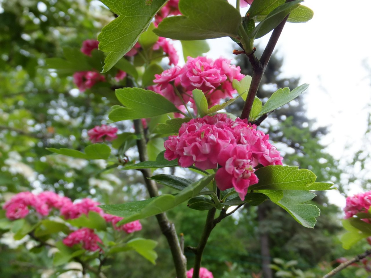 Цветущая сакура в вашем саду - боярышник Пауль Скарлет: описание, посадка и уход