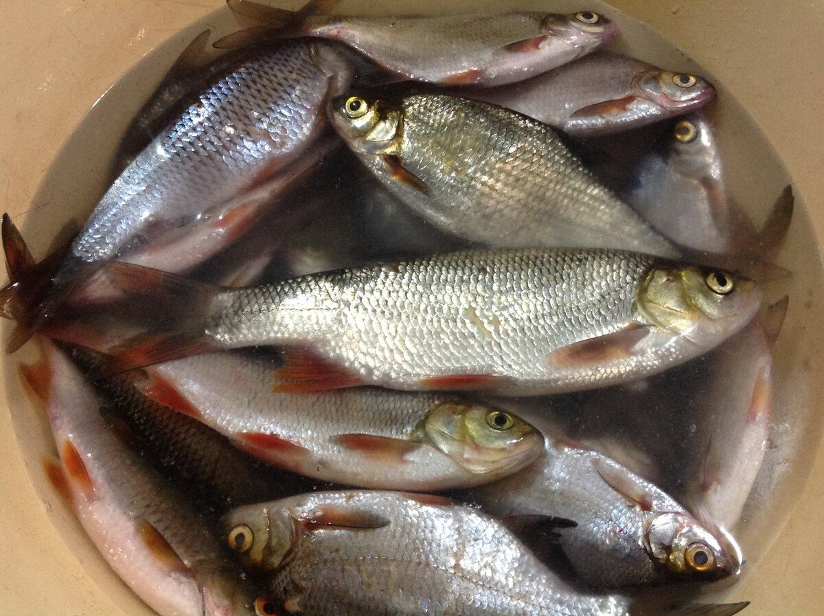 Летний голавль