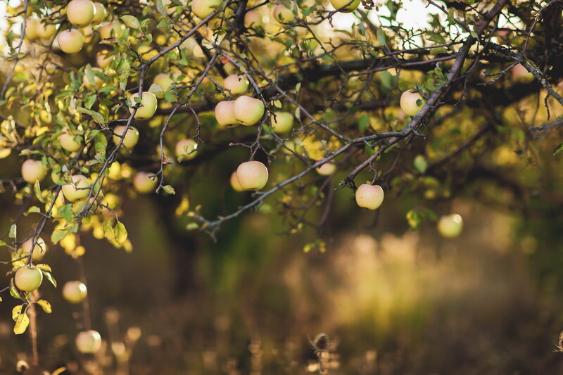 Подкормка яблонь осенью: какие удобрения лучше внести, чтобы получить хорошийурожай в следующем году