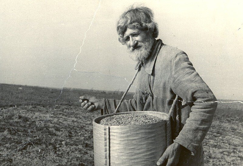 На фото - сеятель, так как к моменту распространения в России фотографии профессия плевальщика уже почти исчезла. Фото: общественное достояние. 
