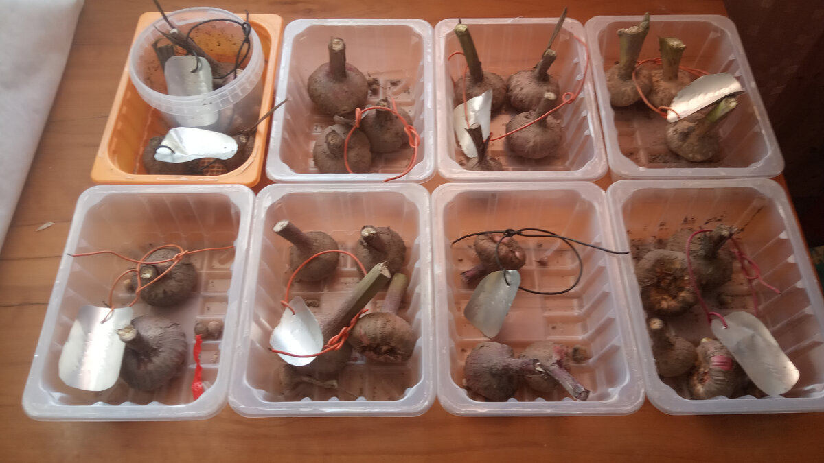 Луковицы гладиолусов по сортам у меня разложены по отдельным емкостям. Заверну каждый сорт в отдельную газету, обязательно напишу сорт, а потом положу свертки в холодильник