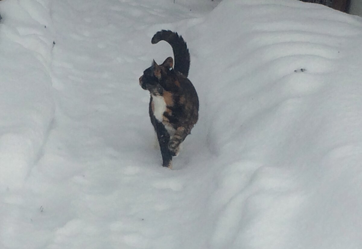 Василиса на улице