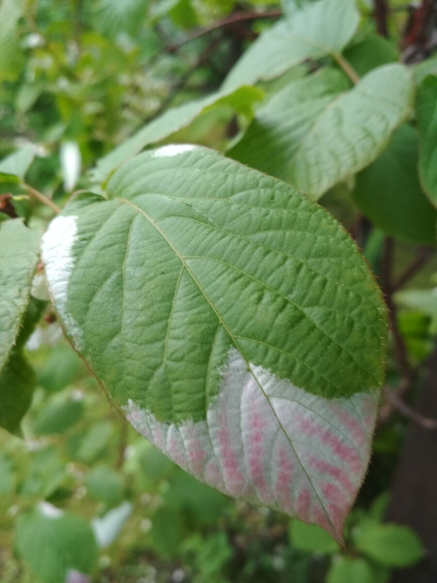 ... а потом розовеют.