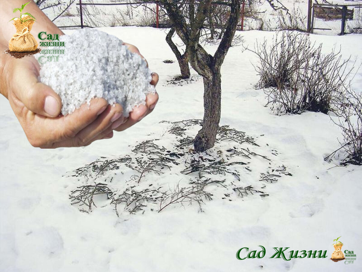 Разбрасывание удобрений по снегу
