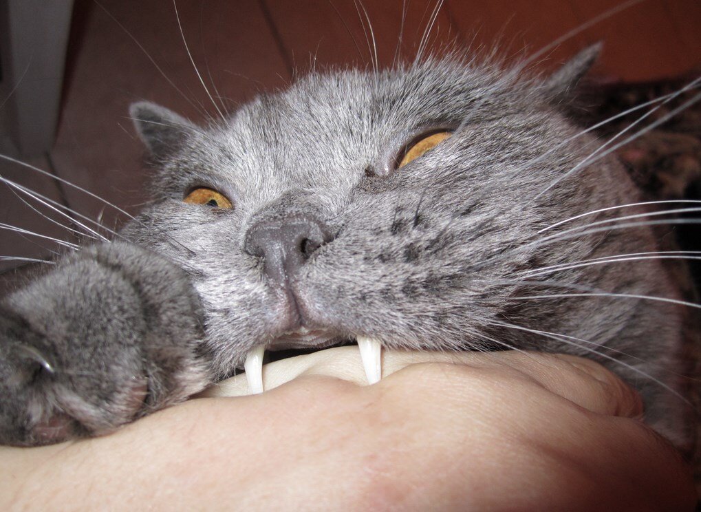 Сильный котенок