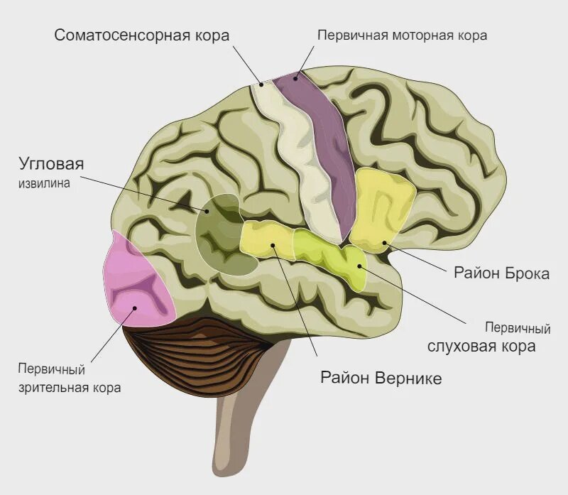 Сложный язык - это одна из особенностей человека, и наш мозг отражает это. Область Брока, отвечающая за речь, и область Вернике, посвященная пониманию разговорной речи, пропорционально больше у людей, чем у нечеловеческих приматов.
