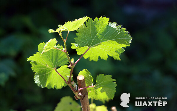 Фото автора.