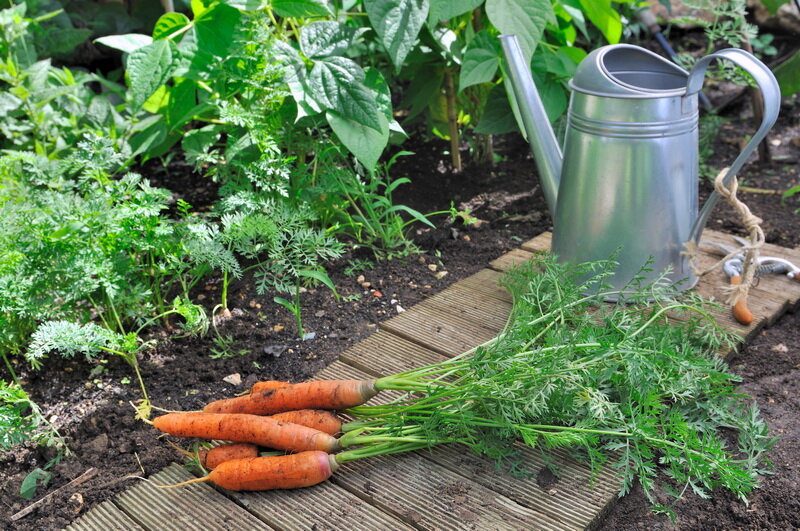 Советы начинающим дачникам: правила полива моркови