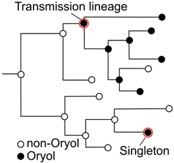    Рисунок 1. Определение цепочек передачи инфекции (transmission lineages) и изолированных случаев (singletons) в Орловской области, порождаемых при завозе вируса в регион / ©Ксения Сафина / Сколтех и ИППИ РАН