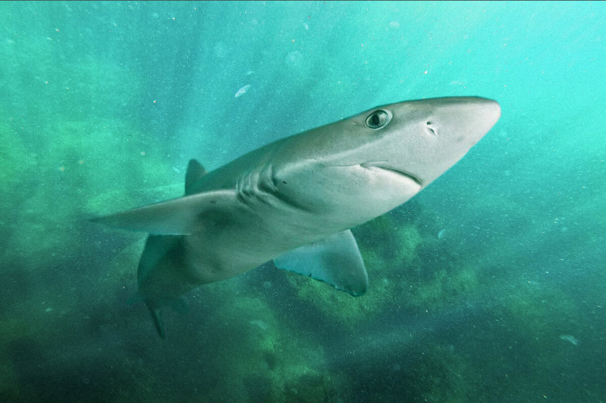 какие акулы водятся в балтийском море