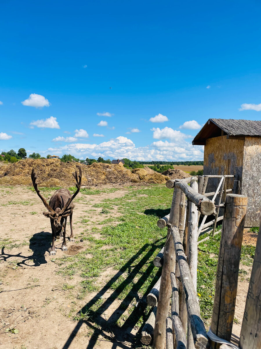 Красавец «Кочевника», какие рога!!!🧡☺🤩 Июль, 2022