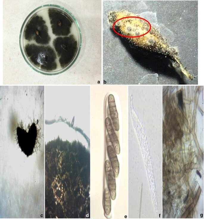 Мицелий, зараженные семена и прорастающие конидии Sexuality and compatibility of Bipolaris sorokiniana and segregation pattern in teleomorph (Cochliobolus sativus): geographic origin and segregation ratio
S. Sultana, S. K. Adhikary, S. M. Mahbubur Rahman & M. M. Islam 
Indian Phytopathology volume 71, pages365–375 (2018)