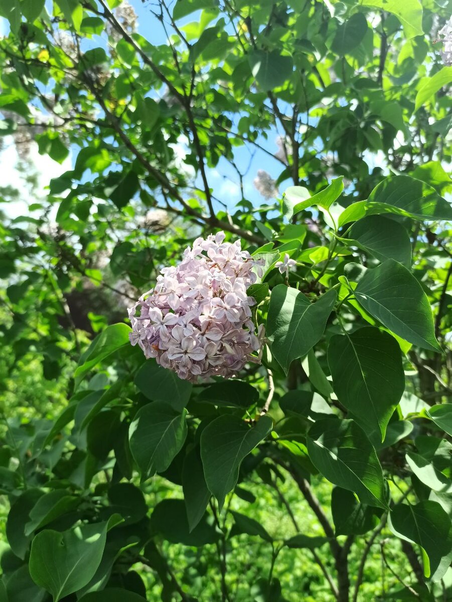 То  немногое в даче, что весной еще радует.... Дальше полный мрак