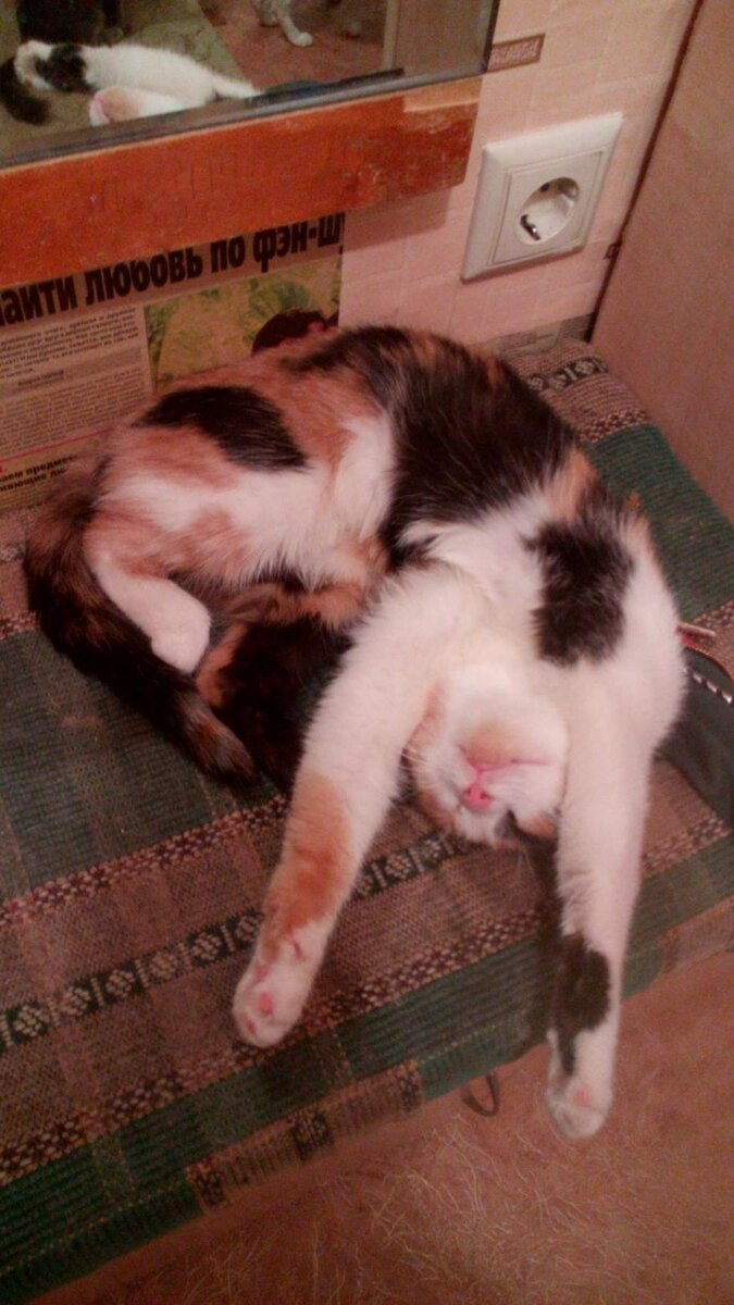 Щепа. Это её любимая поза)))