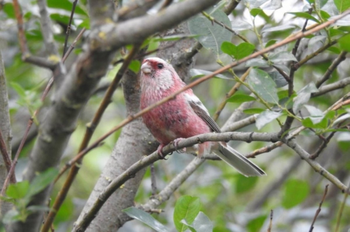    В Москве впервые с 2005 года обнаружили редкую птицу — урагуса сибирского