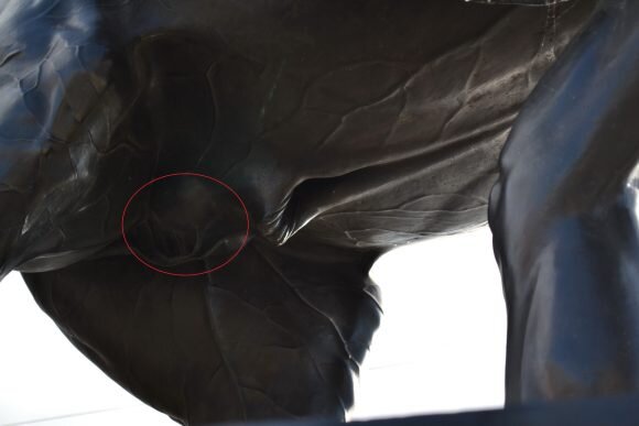 Лицо любовника на гениталиях коня.