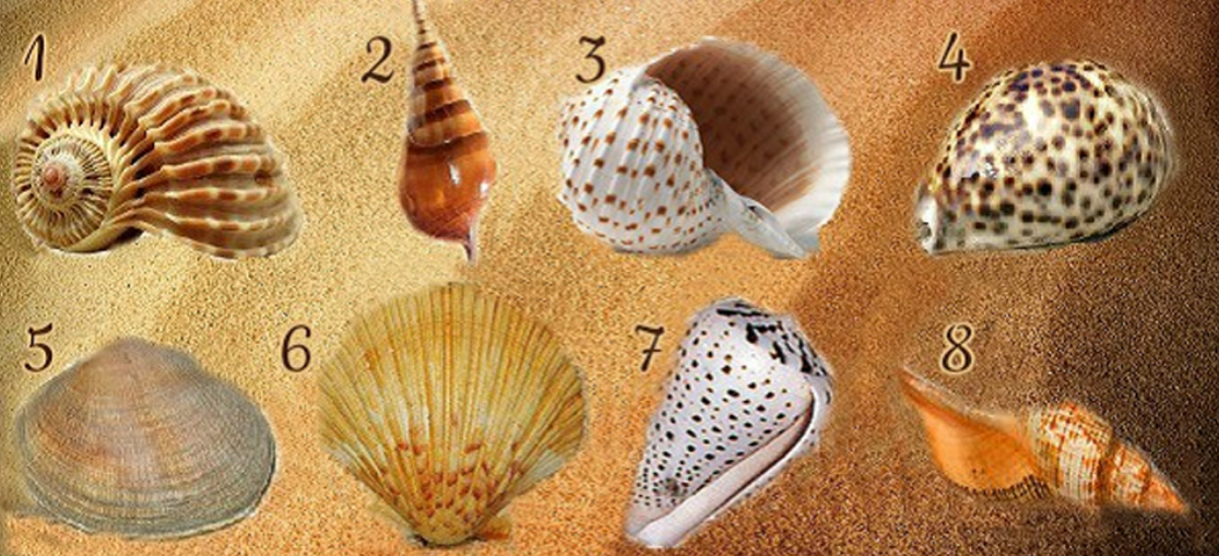 человек ракушка. демоническая ракушка. тест с ракушками. тест ракушки психологический. тест с ракушками.