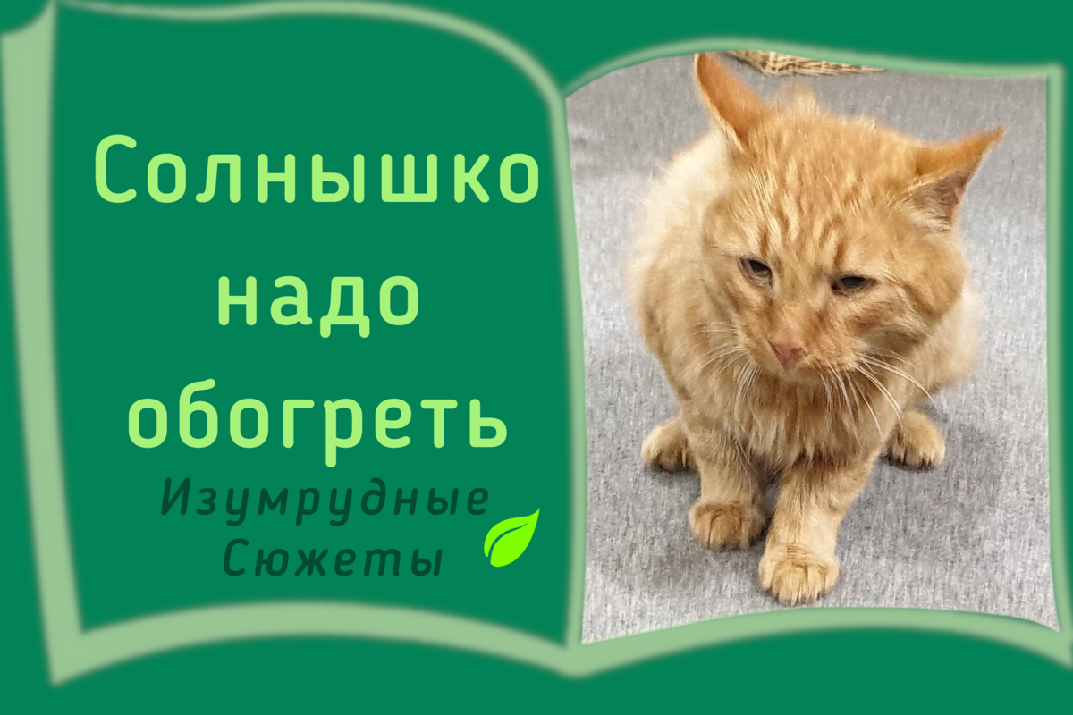 Золотая осень. А у нас рыжий кот - подобрашка | Изумрудные Сюжеты | Дзен