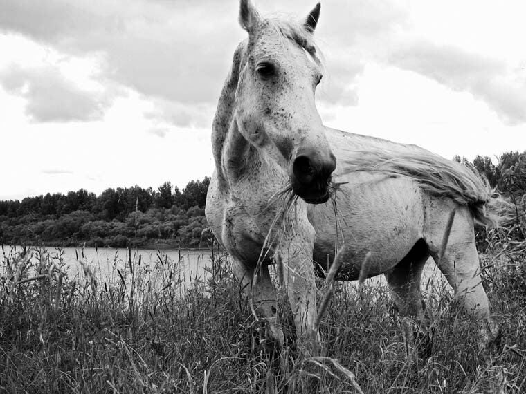 Сивый мерин