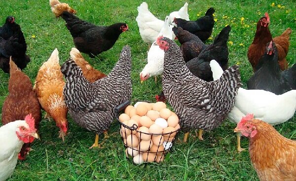 Добрый день, дорогие птицеводы. Куры несушки выращиваются преимущественно для получения яиц, но существуют разновидности, которые еще отличаются хорошим приростом мяса.