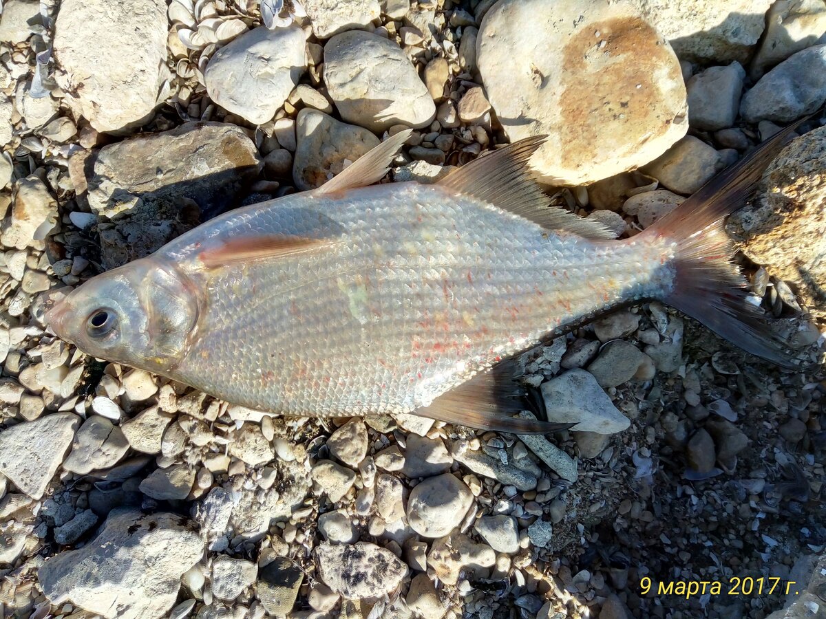 фото леща 330 грамм, тайган