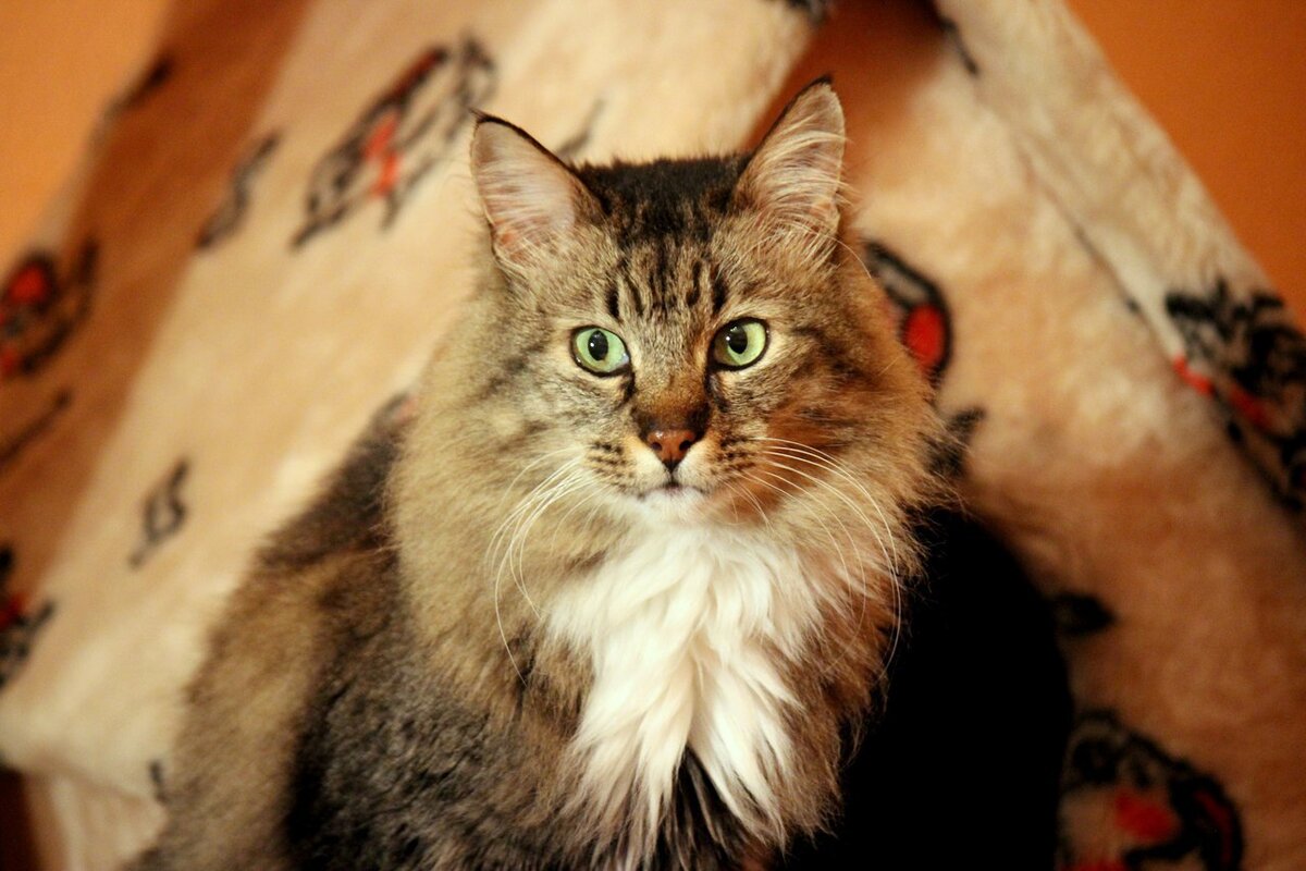 Кто такой кот алекс. Кто такой кот алекс. Кот алекс. Алекс кот астрахань. Кот алекс.