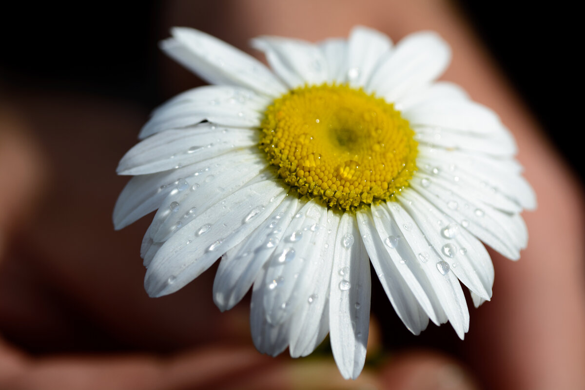 Ромашка после дождя.